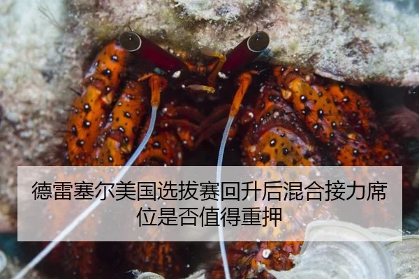 de-lei-sai-er-mei-guo-xuan-ba-sai-hui-sheng-hou-hun-he-jie-li-xi-wei-shi-fou-zhi-de-zhong-ya-2-553.jpg